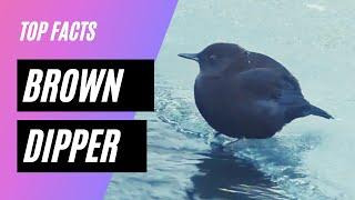 brown dipper facts