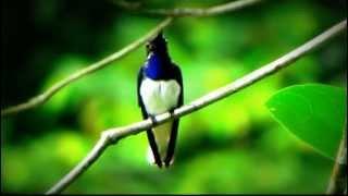 White-necked Jacobin - Florisuga mellivora -  hummingbirds from Colombia