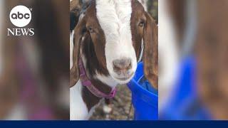 California family sues after local fair allegedly slaughters daughter’s goat