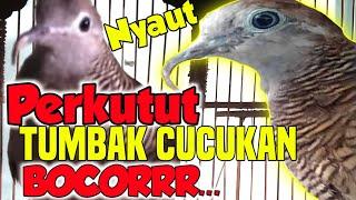 Suara perkutut lokal gacor katuranggan TUMBAK CUCUKAN