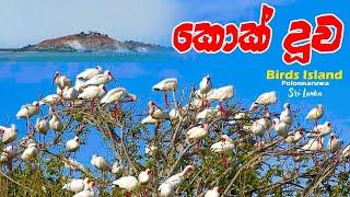 Birds Island In Polonnaruwa | තුරුළු දූපත පොලොන්නරුව | Travel Vlog | Best Travels in Sri Lanka