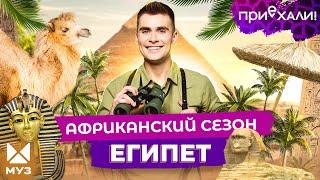 ЕГИПЕТ | Никакого all inclusive: глубины Красного моря и завтрак на фоне пирамид | Приехали!