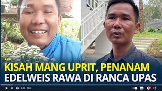 Kisah Mang Uprit, Penanam Edelweis Rawa di Ranca Upas yang Berjuang Sendiri dari Nol