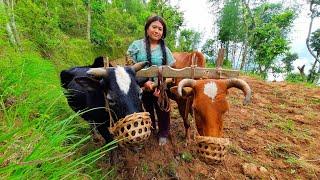 woman ploughing oxen | nepal village life | woman hard working in the village| woman powerin farmer