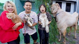 KENALIN PAM PAM, BOO DAN CIKU KUCING KE KAMBING QURBAN!! GAK NYANGKA REAKSINYA GINI!!