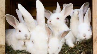 How to Start a Successful Rabbit Farm and Maximize Profits in Northern Uganda?