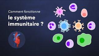 Comment fonctionne le système immunitaire ?