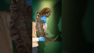 World's Biggest Salamander