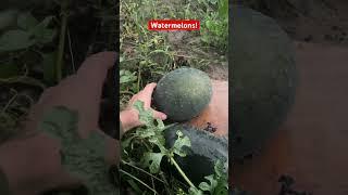 How to harvest Watermelon?