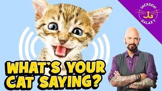 Cat Vocalizations and What They Mean