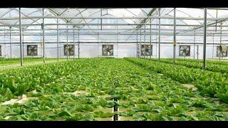 Automatic Floating Water Hydroponic system|Lattice& Flowers|Blossom Farming| Indoor Farming|Agritech