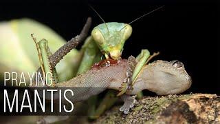 PRAYING MANTIS attacks EVERYTHING that MOVES! Praying mantis vs lizard, spider. Praying mantis Facts