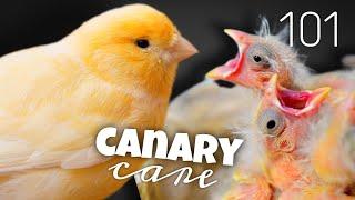 Ultimate Canary Care Guide  Everything You Need to Know!