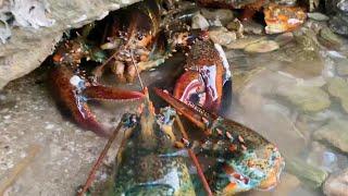 Xiao Zhang rushed to the sea and found a lobster nest! Harvest three big lobsters!