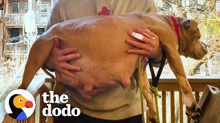 Guy Decides To Foster A Very Pregnant Pit Bull | The Dodo