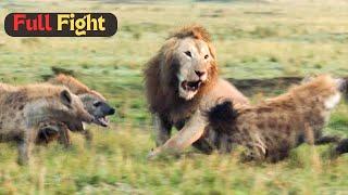 Lion Trapped by Clan of Hyenas | Dynasties | Past Meets Future