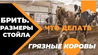 ГРЯЗНЫЕ КОРОВЫ? Наши коровы моются в душе! #Голштины #Ферма