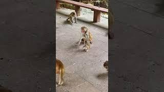 Mother monkey beat her baby #monkey #shorts #baby