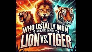 Who usually won at Everland Safari (Lion versus Tiger) Reupload