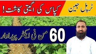 How to get high yield of early cotton in 2024 || Bilal Kanju Official