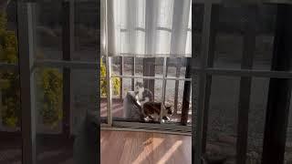 Kitty got stuck in window!