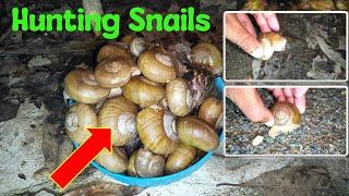 Hunting snails at night, there are a lot of snails #hunting #snail