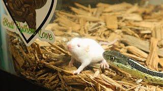 |Live Feeding| Garter Snake Eats MOUSE While Still ALIVE