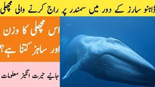 Information about blue Whale/Blue whale facts/zee information