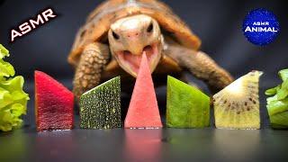 ASMR Mukbang Eating Food  Turtle Tortoise 96