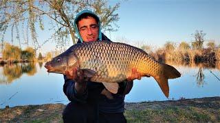 Feeder pecanje sarana na koricu hleba | Feeder carp fishing - crust of bread april 2022.