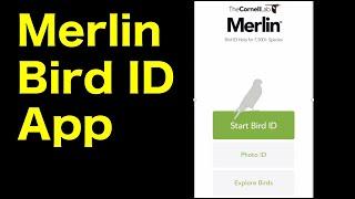 Merin Bird ID App: How to use