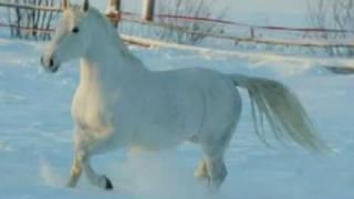 Александр Малинин - Белый конь