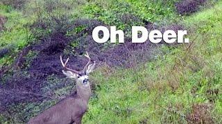 Oh my deer Mavic Pro