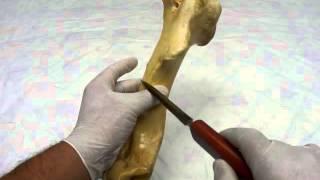 Humerus of horse by dr khaled shoghy