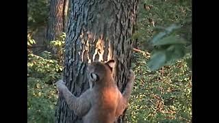 Bobcat chasing a squirrel