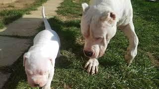 Dogo Argentino playing