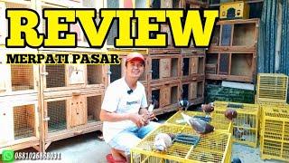 REVIEW STOCK MERPATI DIKANDANG ,MERPATI GIRINGAN PASAR TEMANGGUNG WONOSOBO PART 2