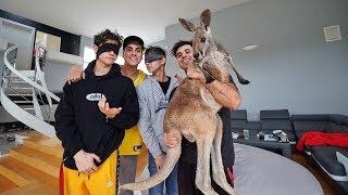 SURPRISING LUCAS AND MARCUS WITH BABY KANGAROOS!