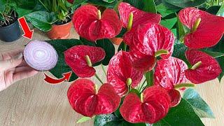 Just one slice of onion can make Anthurium explode with so many beautiful flowers