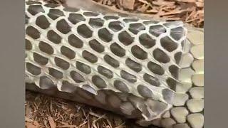 Up close: King cobra shedding its skin