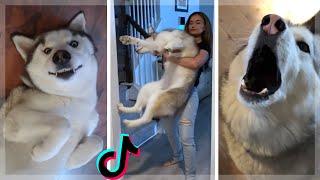 Ultimate Husky Compilation ~ Cute & Funny Huskies of TikTok!