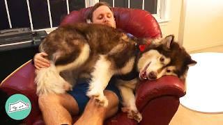 Giant Dog Waits For Man To Come Home Every Day | Cuddle Buddies