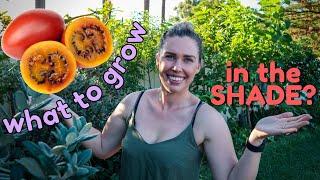 21 Edible Plants to GROW IN THE SHADE  Let's grow more food at Home  Growing Food in Shade
