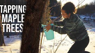 Tapping Trees for Maple Syrup & Setting Up Our Barrel Stove and Canvas Tent for a Boil Down!