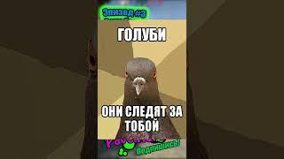 Это всё голуби!| CS:GO #csgo #ксго #кс #csgomemes #мемы #memes #игры #game #shorts