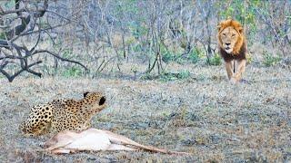 Cheetah Plays Chicken with Lion