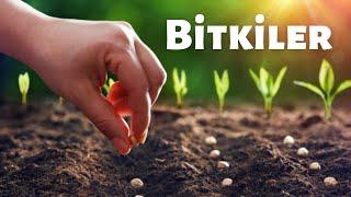 Yaşamın Ana Kaynağı Bitkiler | Bilim | Tarih | Uzay | Belgesel