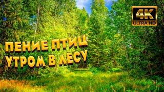 Расслабляющее Пение Птиц В Утреннем Лесу. Звуки Леса ASMR. Лучшая Птичья Песня. ASMR.