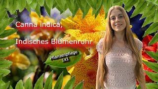 Indian flower shot | Canna indica | Plant care 1x1