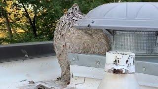 How To Remove A Large Bald Faced Hornet Nest